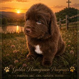 Moses - Brown male Newfoundland puppy in North Manchester, Indiana from Gable's Homegrown Pawprints