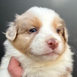 Jane - Red merle female Australian Shepherd puppy in Stanford, Kentucky from Red Feather Aussies