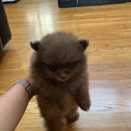 Café - Chocolate male Pomeranian puppy in Randleman, North Carolina from Luxurious Poms