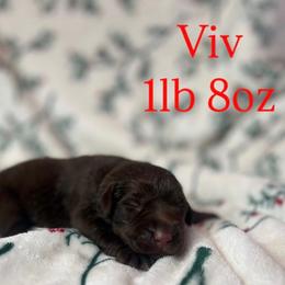 Viv - Chocolate female Labrador Retriever puppy in Puyallup, Washington from 12 Door Farm Labradors