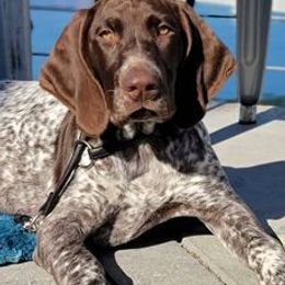 German Shorthaired Pointers from Susan Stutz's German Shorthaired Pointers