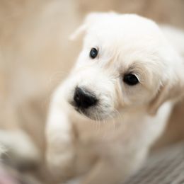 Golden Retriever Puppies from Kenwood Retrievers