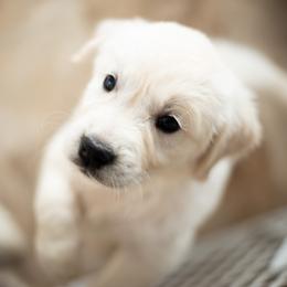 Golden Retriever Puppies from Kenwood Retrievers