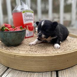 Soufflé - Black and white male Pomsky puppy in Sanbornton, New Hampshire from Kristie’s Husky Haven