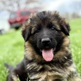 Skye - Black and red female German Shepherd puppy in Johnstown, Ohio from Vom Haus Neufus