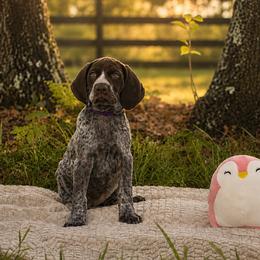 Sally - Liver female German Shorthaired Pointer puppy in Havana, Florida from Lipan Creek German Shorthaired Pointers