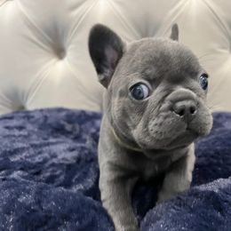 French Bulldog Puppies from Pardon My Frenchiez Kennels