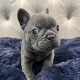 French Bulldog Puppies from Pardon My Frenchiez Kennels