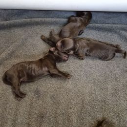 Boy 3 - Dark brown male Boykin Spaniel puppy in Sparta, Georgia from Waddell-Kennels