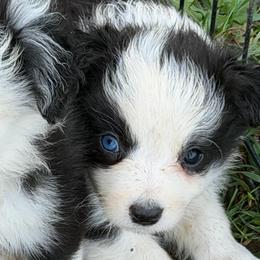 Audrey - Black and white female Border Collie puppy in Lakeview, Michigan from Haven Creek Farm