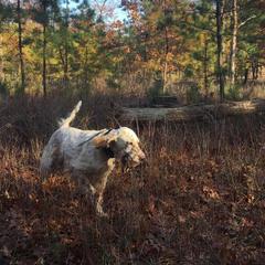 English Setters from Windsor Setters