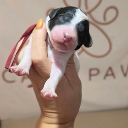 Mocha (red collar) - Parti female Poodle puppy in Plainfield, New Jersey from Caris Paws Poodles and Labradoodles
