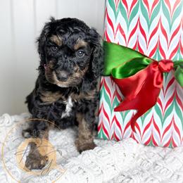 Dr. Orchid (pink collar) - Phantom female Goldendoodle puppy in Murrieta, California from Apricot Poodles & Goldendoodles, LLC