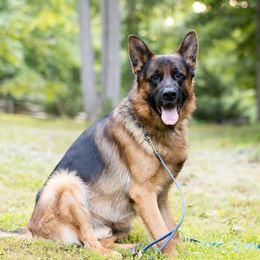 Apollo - German Shepherd