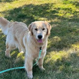 Bernese Mountain Dogs and Golden Retrievers from Gold Point Pups