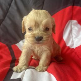 Tilly - Buff and white female Cockapoo puppy in Mayville, Michigan from Kathy Maize