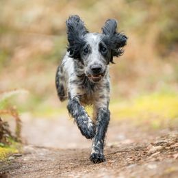 Raya - English Cocker Spaniel
