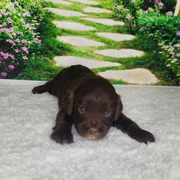 Izzy - Chocolate female Cavapoo puppy in Marshfield, Missouri from Clearview Kennels