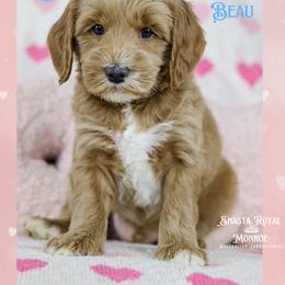 Beau - Red male Australian Labradoodle puppy in Redding, California from Shasta Royal Monroe Puppies