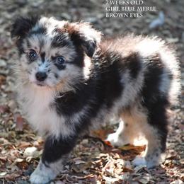 Mirabel - Blue merle female Miniature Australian Shepherd puppy in Patterson, North Carolina from DreamLine Aussies