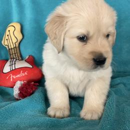 Prince - Light golden male Golden Retriever puppy in Ennis, Texas from Amberidge Golden Retrievers