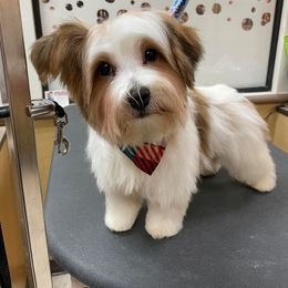 Yorkshire Terrier All Grown Up from Reed’s Breeds