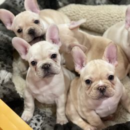 Bulldog and French Bulldog Puppies from Empire Bulldogs & French Bulldogs