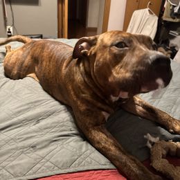 Dionysus - Red brindle male American Staffordshire Terrier puppy in Mazomanie, Wisconsin from Odylic Amstaffs