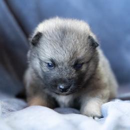 Daphne - Wolf sable female Pomsky puppy in Meredith, New Hampshire from New World Pomskies