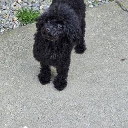 Lulani - Poodle