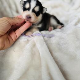 Pawda - Black and white female Pomsky puppy in Yavapai County, Arizona from Pawsh Pomskies