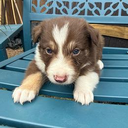 Frank Felipe - White and red male Border Collie puppy in Mckinney, Texas from Border Collies of Ruidoso