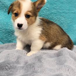 MAGGIE - Sable female Pembroke Welsh Corgi puppy in Walker, Iowa from Double K Corgis