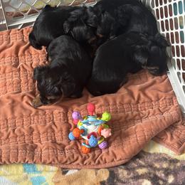 Yorkshire Terriers from Perrys pups