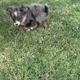 Toy Australian Shepherd Puppies from Carlsbad Toy Aussies
