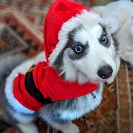 Eskimo - Pomsky