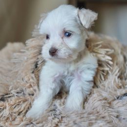 Penelope (Toy) - Wheaten female Miniature Schnauzer puppy in Montebello, California from Rod Schnauzers