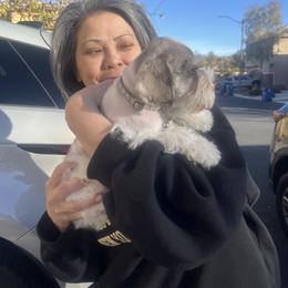 Miniature Schnauzer All Grown Up from Feshia Mosley