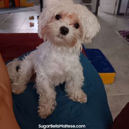 Ollie - Maltese