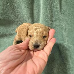 Devon - Apricot male Poodle puppy in Azle, Texas from Texas Kissed K9s
