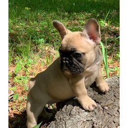 French Bulldogs from Southern Frenchies