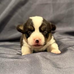 Firefly - Black and tan female Pembroke Welsh Corgi puppy in Arcanum, Ohio from Weissway Corgis