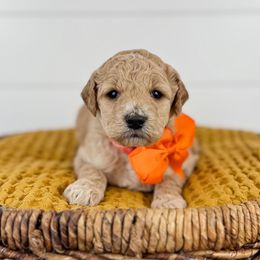 Oak - Orange collar - Apricot male Goldendoodle puppy in The Woodlands, Texas from Golden Fields Doodles