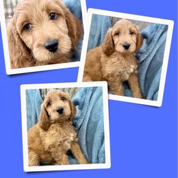 Mason - Apricot male Irish Doodle puppy in Bluefield, Virginia from Love on a Leash