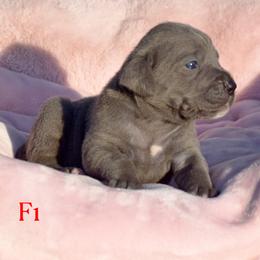 F1 - Gray female Cane Corso puppy in Chisago City, Minnesota from Twin Cities Cane Corso