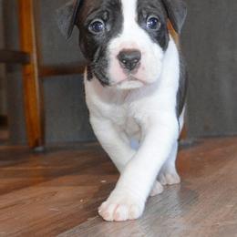 Hopper - male Alapaha Blue Blood Bulldog puppy in Walbridge, Ohio from United Alapaha Bulldogs