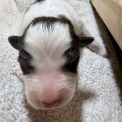 Girl 4 - Colorado Mountain Dog puppy from Stormy Heights Homestead