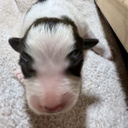 Girl 4 - Colorado Mountain Dog puppy from Stormy Heights Homestead