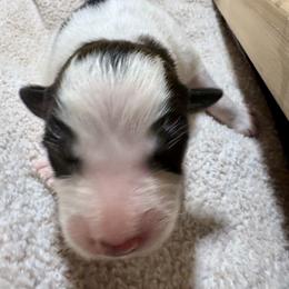 Girl 4 - Colorado Mountain Dog puppy from Stormy Heights Homestead