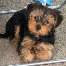 Meeko - Black and tan male Yorkshire Terrier puppy in West Fargo, North Dakota from A Yorkie Tale